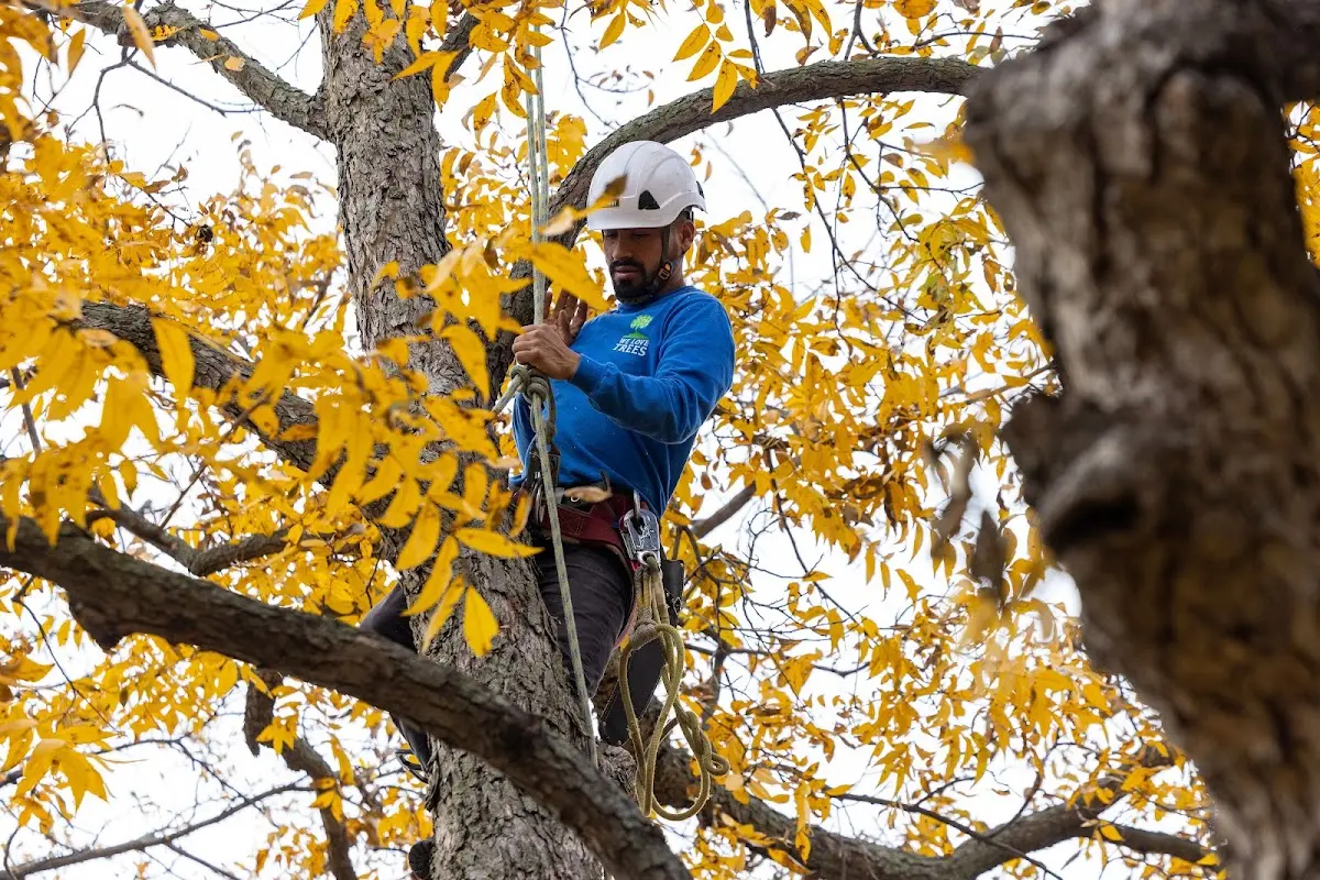 Skilled Tree Planting crew working in Avon